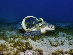Green Turtle with Remoras by Olivier Notz 